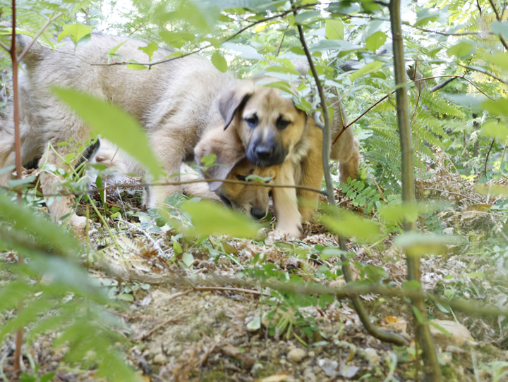chinook dog